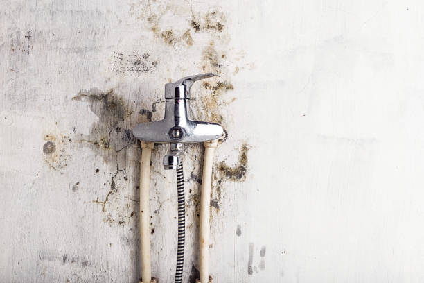 Best Black Mold Remediation in Seabrook Farms, NJ