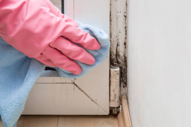 Professional Mold Remediation in Seabrook Farms, NJ