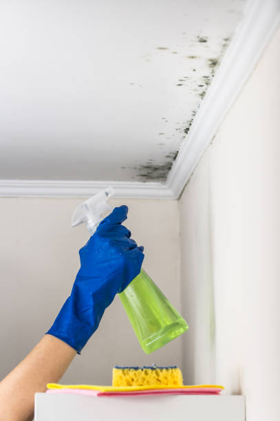 Best HVAC Mold Remediation in Seabrook Farms, NJ